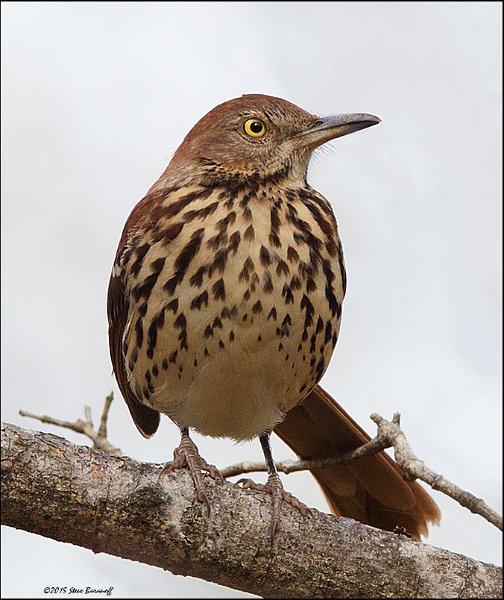 _5SB6886 brown thrasher.jpg